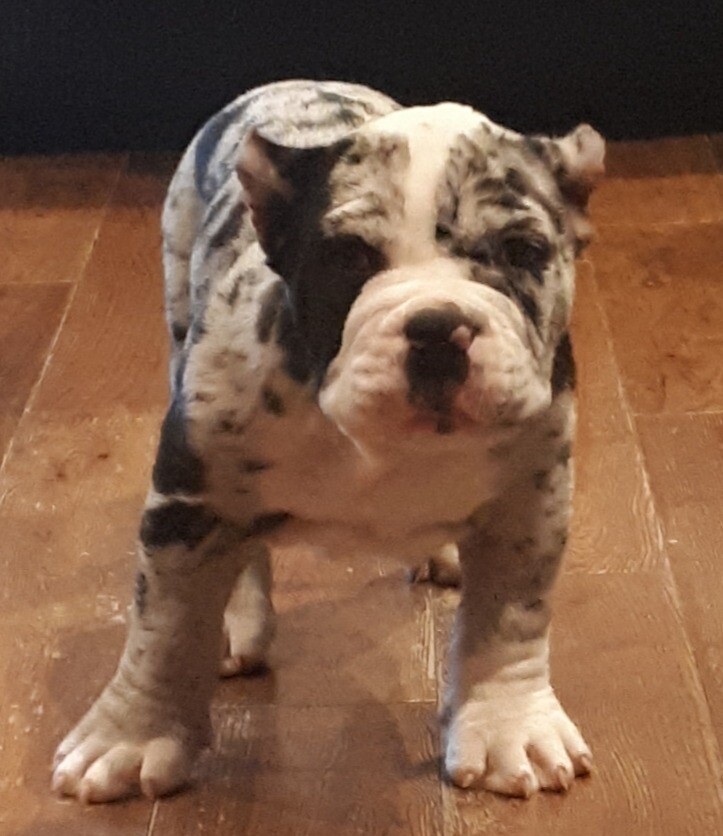 merle american bully price